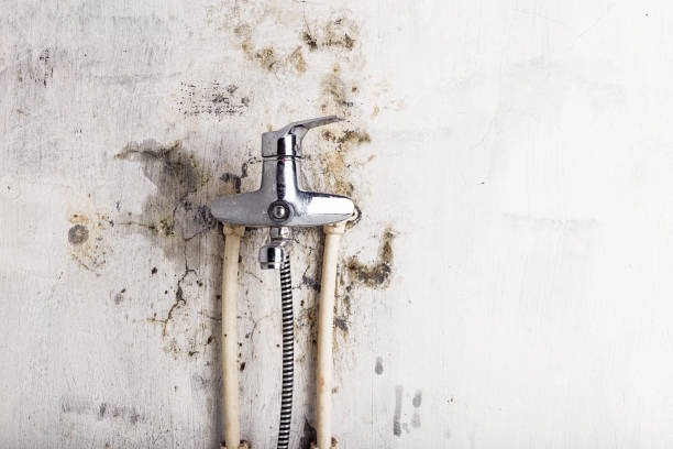 Best Mold Testing  in Plainfield, NJ