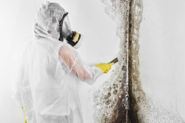 Best Certified Mold Removal  in Plainfield, NJ