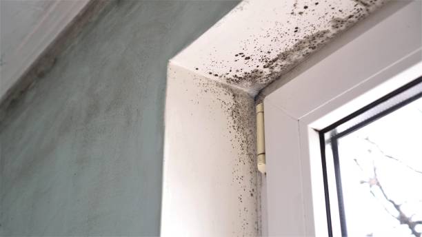Best Mold Damage Repair  in Plainfield, NJ