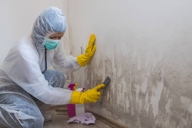 Best Local Mold Removal Service  in Plainfield, NJ