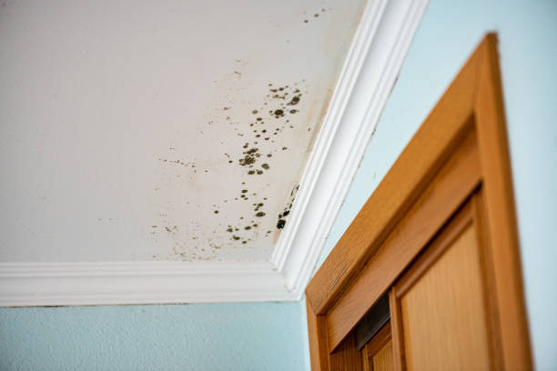 Professional Mold Removal in Plainfield, NJ