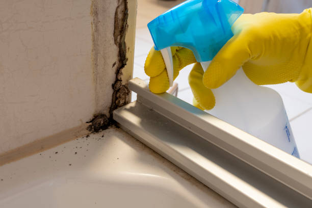 Mold Removal and Inspection in Plainfield, NJ
