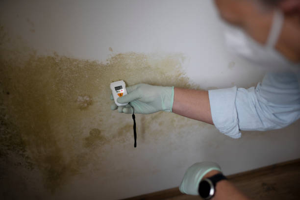 Best Attic Mold Removal  in Plainfield, NJ