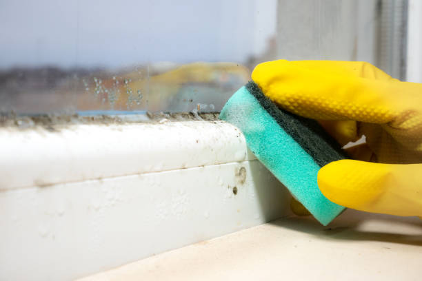 Best Mold Damage Repair  in Plainfield, NJ