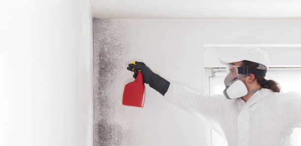 Best Mold Removal Company Near Me  in Plainfield, NJ