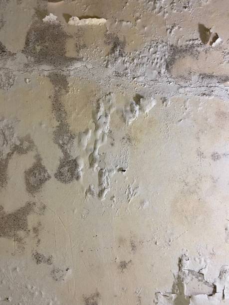 Best Residential Mold Removal  in Plainfield, NJ