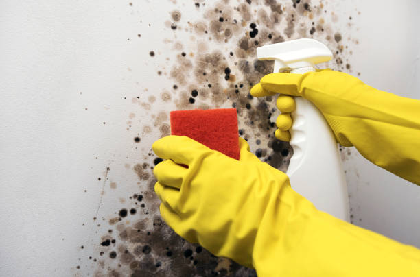 Mold Testing and Removal in Plainfield, NJ