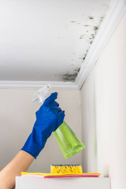 Best Best Mold Removal Companies  in Plainfield, NJ